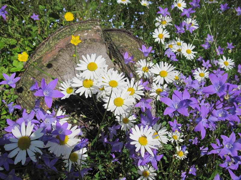 Wiesen-Glockenblumen mit Wiesen-Wucherblumen