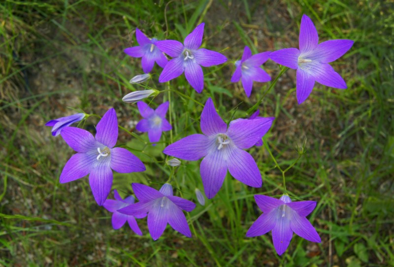 Wiesen-Glockenblumen