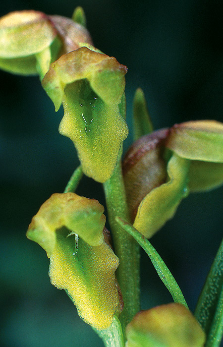 Zwergstendel, Detail