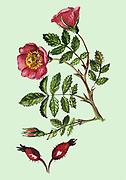 Bild '135_2_AlpenHeckenrose1'