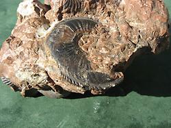 Amalteus margaritatus