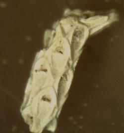 Cellaria_fistulosa