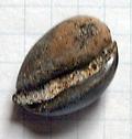 Cypraea alata