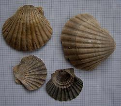 Pecten hornensis