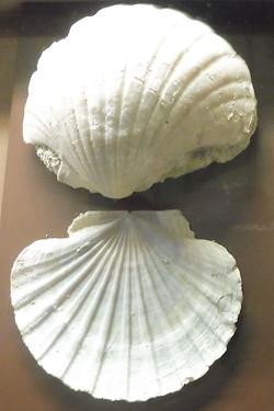 Pecten hornensis