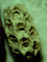 Steginoporella cucullata.jpg