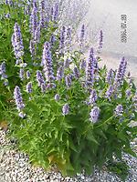 Agastache