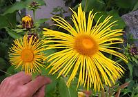 Inula magnifica helenium