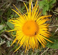 Inula royleana