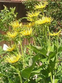 Inula helenium