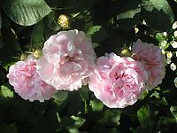 Rosa_alba_Great Maidens Blush