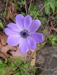 Anemone coronaria