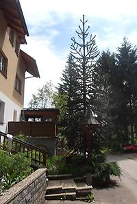 Araucaria