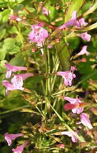 Calamintha_grandiflora