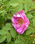 Rosa_pimpinellifolia_Staffa.jpg