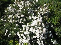 Rosa_pimpinellifolia8.jpg