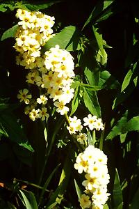 Sisyrhinchium_striatum.jpg