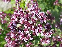 Origanum_laevigatum74.jpg