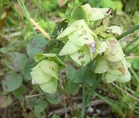 Origanum_rotundifolium