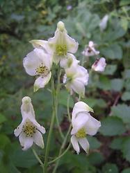 Aconitum napellus Suomi alba