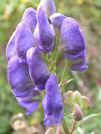 Aconitum carmichaeli