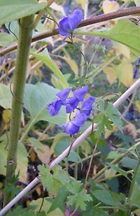 Aconitum hemsleyanum