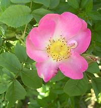 Rosa_gallica3.jpg