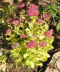 Sedum_telephium_red