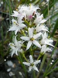 Menyanthes