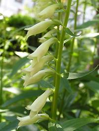 Digitalis lutea