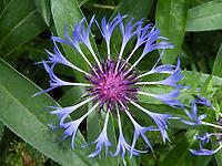 Centaurea_montana