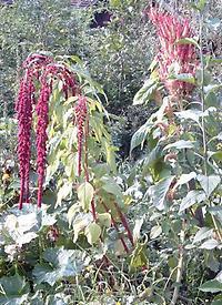 Amaranthus_caudatus