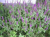 Teucrium_hircanicum.jpg