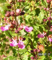 Teucrium_multiflorum.jpg