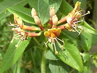 Lonicera_henryi