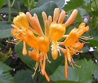 Lonicera_tellmanniana