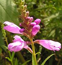 Physostegia_rosa