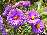 Aster_novi_belgii