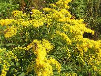 Solidago