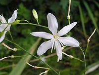 ANthericum_racemosum