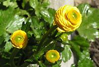 Ranunculus