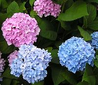 Hydrangea