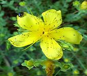 Hypericum_olympicum