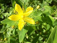 Hypericum_hircinum