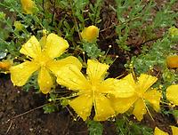 Hypericum_coris