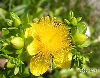 Hypericum_densiflorum