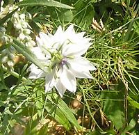 Nigella_damascena_alba.jpg