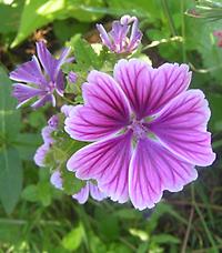 Malva_silvestris_zebrina.jpg