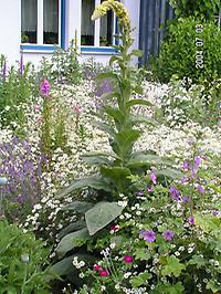 Verbascum_densiflorum