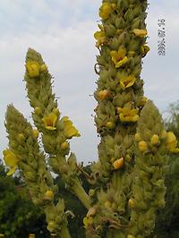 Verbascum_thapsus